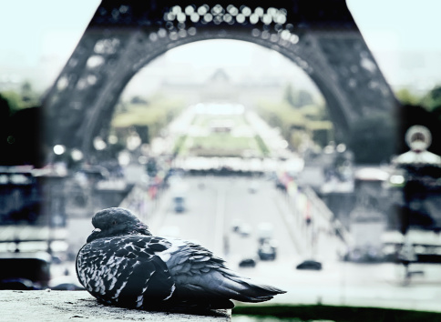 Dove near the Eiffel Tower