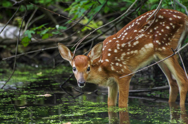 Down By the River Fawn having a drink at the river young deer stock pictures, royalty-free photos & images