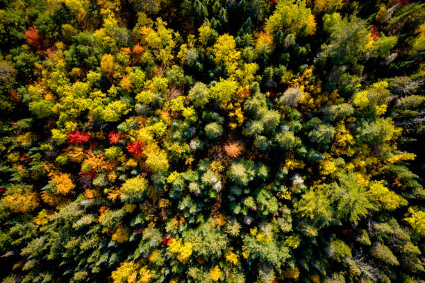 Downward view of a woodland in autumn Aerial view of a lush forest in autumn wilderness stock pictures, royalty-free photos & images