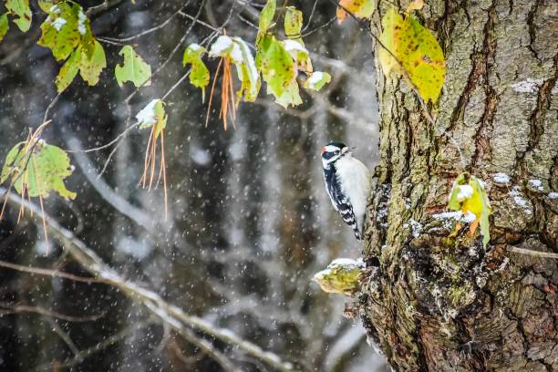 downy woodpecker - burt forest imagens e fotografias de stock