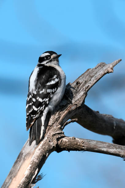 Downy Woodpecker stock photo