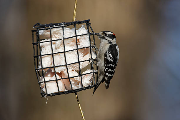 Downy Woodpecker (Picoides pubescens medianus) stock photo