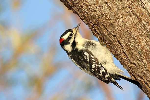 Downy Woodpecker stock photo