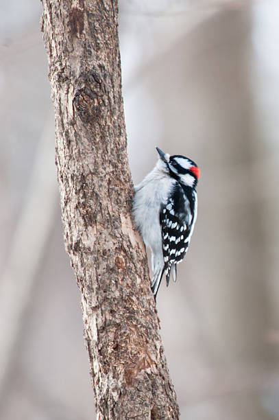 Downy woodpecker sits on the tree trunk stock photo