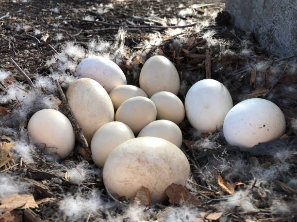 A dozen eggs in the nest stock photo