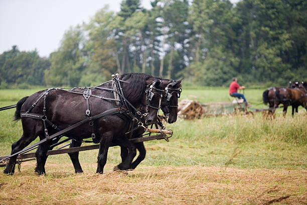 Draft Horses Haying using draft horses. shire horse stock pictures, royalty-free photos & images