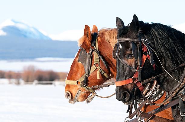 Draft Work Horses in Winter The Big Hole Valley in Montana is on e of the last best places on earth. Still feeding cattle with a sleigh and work horses. shire horse stock pictures, royalty-free photos & images