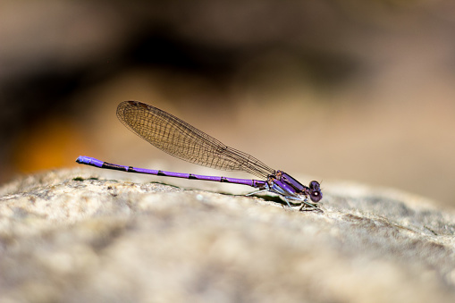 One of the most familiar, widespread and abundant Damselflies in Europe, well known from eutrophic habitats and garden ponds.\nField characters: Total 30-34mm, Abdomen 22-29mm, Hindwing14-21mm.\nHabitat: Abundant at running and especially standing waters; tolerant of some salinity but avoids acid habitats such as Spagnum bogs.\nFlight Season: Late April to Late September in Central and North Europe, normally with only one Generation.\nDistribution: Throughout Europe (Ireland to Japan).\n\nThis is a Common Species in the Netherlands in the described Habitats.