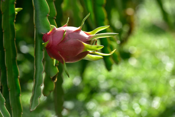 buah naga atau hylocereus pada tanaman, buah naga segar tumbuh di kebun di thailand. adalah buah dari beberapa spesies kaktus yang berasal dari amerika. - tanaman buah naga potret stok, foto, & gambar bebas royalti