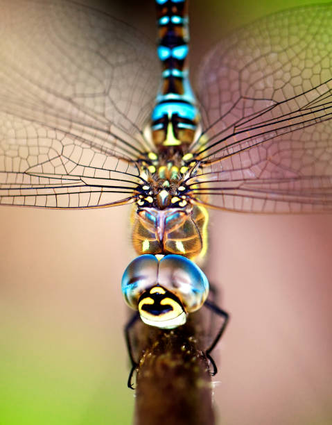 dragonfly close up stock photo