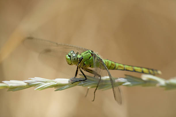 Dragonfly, Female Western Pondhawk stock photo