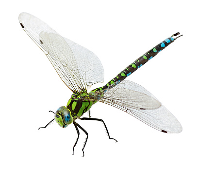 macro shot of dragonfly. isolated on white background