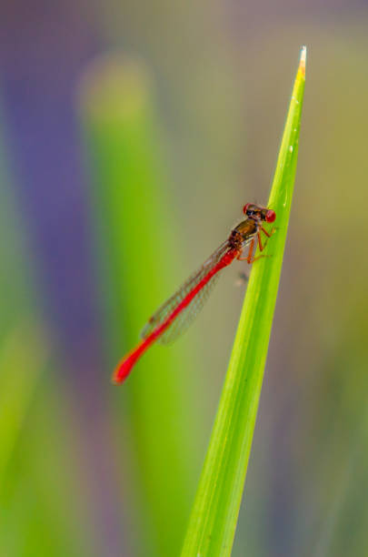 Dragonfly on reed  nematode worm stock pictures, royalty-free photos & images