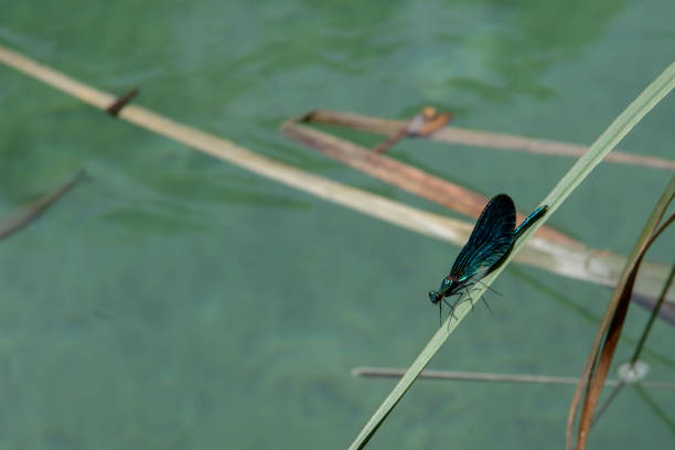 Dragonfly on reed stock photo