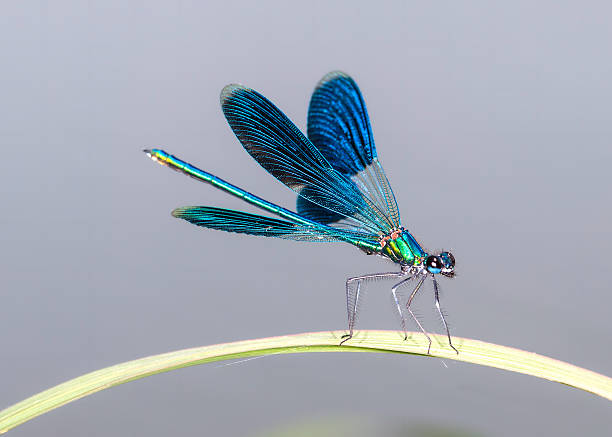 Dragonfly on the leaf Dragonfly on the leaf dragonfly stock pictures, royalty-free photos & images