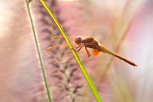 Dragonfly is sitting on one reed.