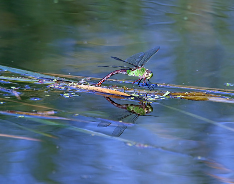 A dragonfly sitting on a reed in the water.