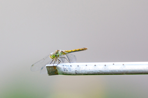 dragonfly sits on an aluminum pipe close-up