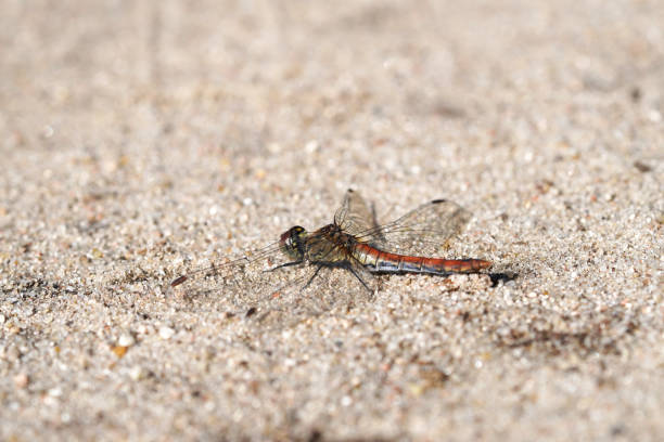 A dragonfly sits on the sandy bottom. Insect close up. stock photo