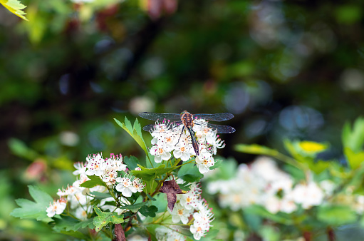 Dragonfly sitting on flowers hawthorn close up. Nature background.
