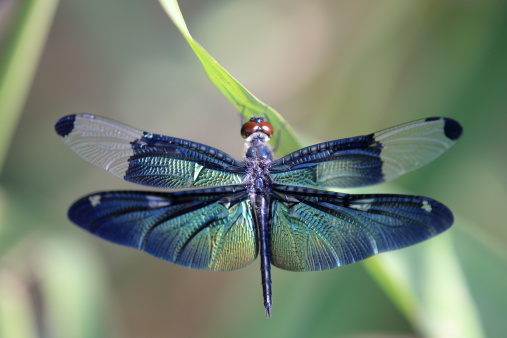 Beautiful wing of dragonfly like a metal