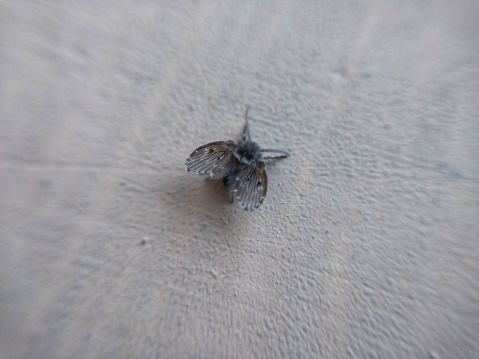 how to get rid of drain flies and prevent an infestation