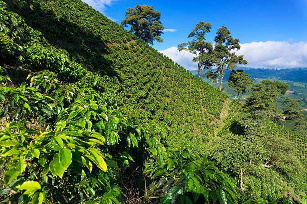 劇的なコーヒーの風景 - コロンビア ストックフォトと画像