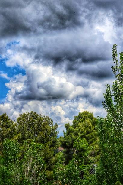 драматическое, бурное небо над лесными деревьями. - laporta стоковые фото и изображения