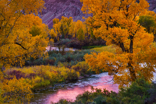 Dramatic Sunset River Landscape - Scenic Eagle River Colorado views with colorful clouds lit up at sunset and peak fall foliage of Cottonwood Trees. Pink reflections in water.