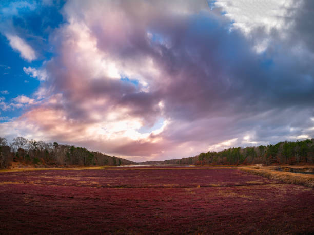 Dramatic swirling white and pink clouds on the blue sky over the red cranberry bog and curved forest horizon. Winter agricultural field landscape on Cape Cod, Massachusetts. stock photo