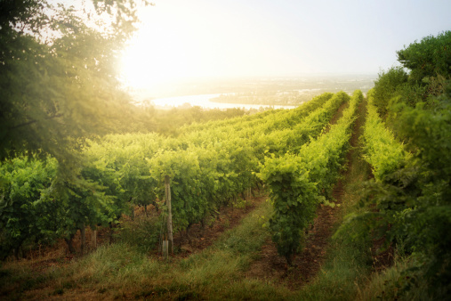 Sun rising over hillside vineyard. Shot in Crôzes-Hermitage area of the Côtes du Rhône wine region.