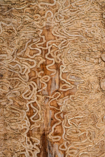 drawing made by the insect the emerald ash borer under the bark of a mature tree drawing made by the insect the emerald ash borer under the bark of a mature tree ash borer stock pictures, royalty-free photos & images