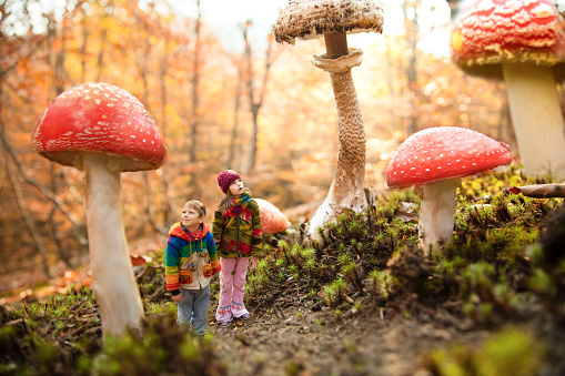 Little girl and little boy walking through the magic forest of giant mushrooms. Children are surprised and looking at the large red and brown mushrooms. Thay are wearing colorful handmade wool jackets.