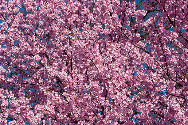 Dream Catcher flowering cherry stock photo