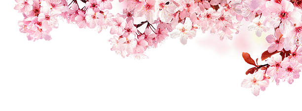 Dreamy cherry blossoms isolated on white Dreamy cherry blossoms as a natural border, studio isolated on pure white background, panorama format cherry blossom photos stock pictures, royalty-free photos & images