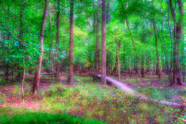 Dreamy Fantasy Forest stock photo
