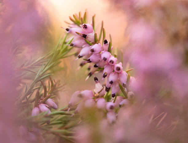 A dreamy picture of winter flowering heather Erica carnea stock photo