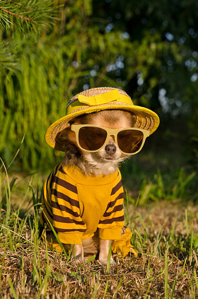 Dressed chihuahua puppy in summer garden stock photo