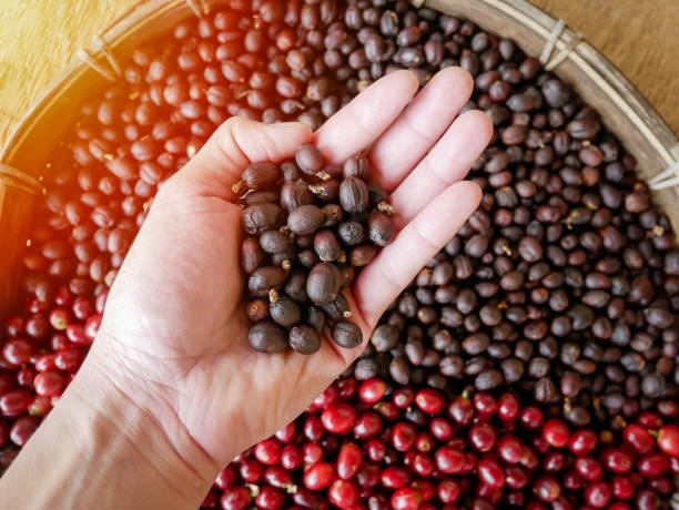 dried berries coffee beans in hand ,coffee beans berries drying with sun natural process stock photo