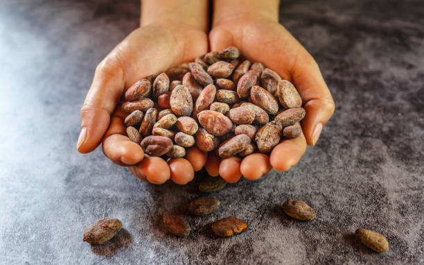 Dried brown cocoa beans in farmer hand stock photo