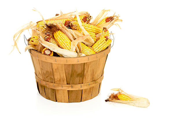 Dried Corn in a Bushel Basket stock photo