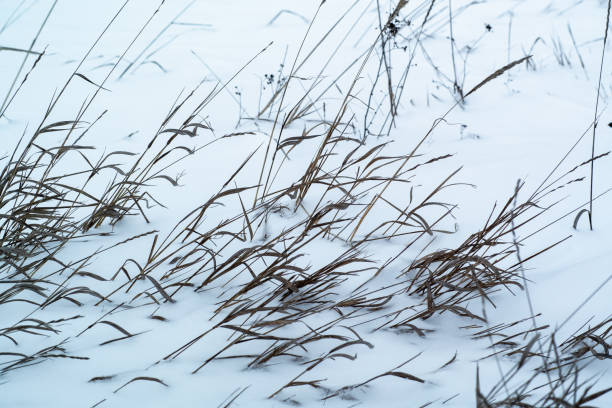 dried grass on snow background stock photo
