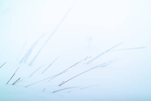 dried grass on snow background stock photo
