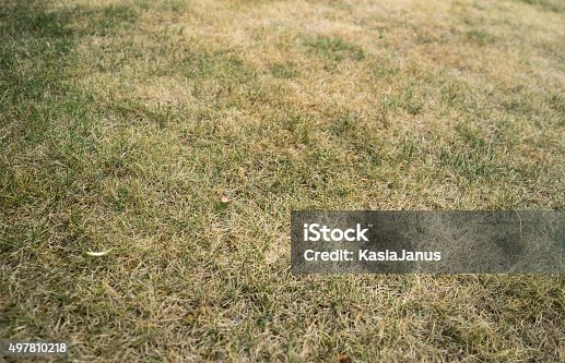 istock Dried Grass 497810218