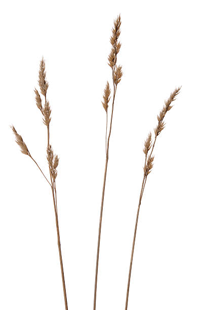Dried grasses stock photo