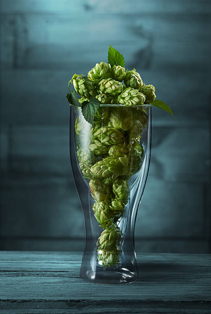 Dried hops in a glass stock photo
