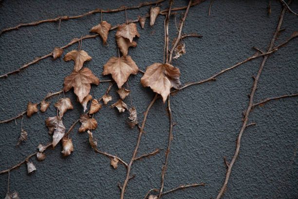 Dried ivy still attached to vine on wall. stock photo