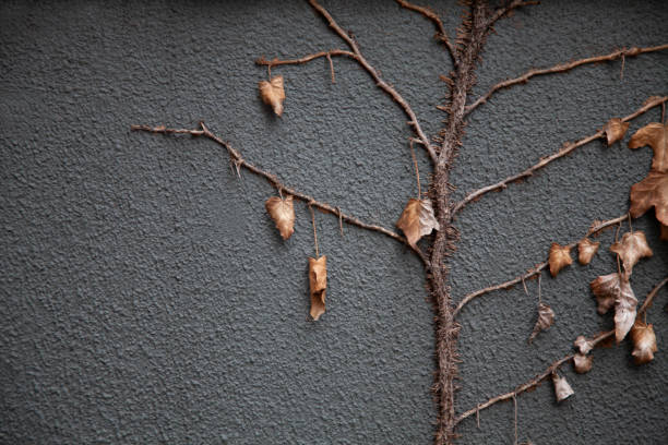 Dried ivy still attached to vine on wall. stock photo