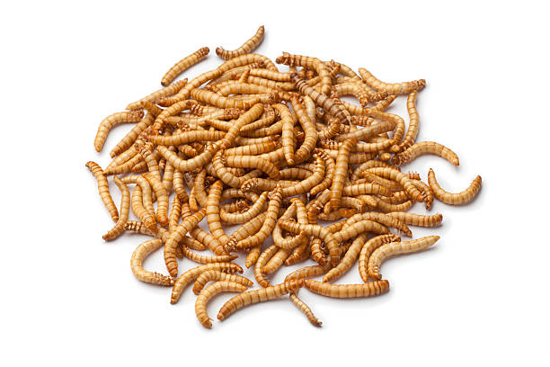 Dried mealworm larva stock photo
