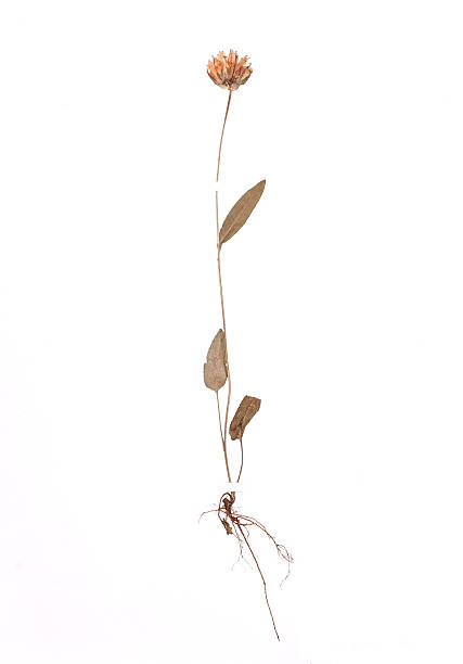 dried plant  - Campanula glomerata stock photo